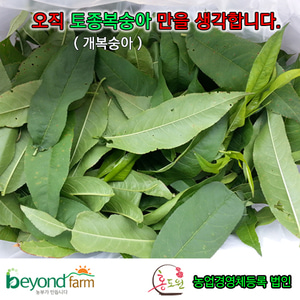 토종복숭아 잎(300g)